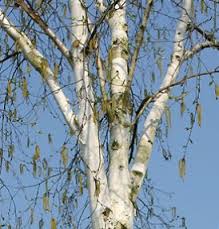 silver birch tree